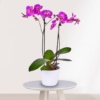 Planta Orquídea Rosa
