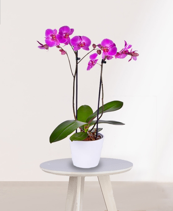 Orquídea Phalaenopsis Rosa