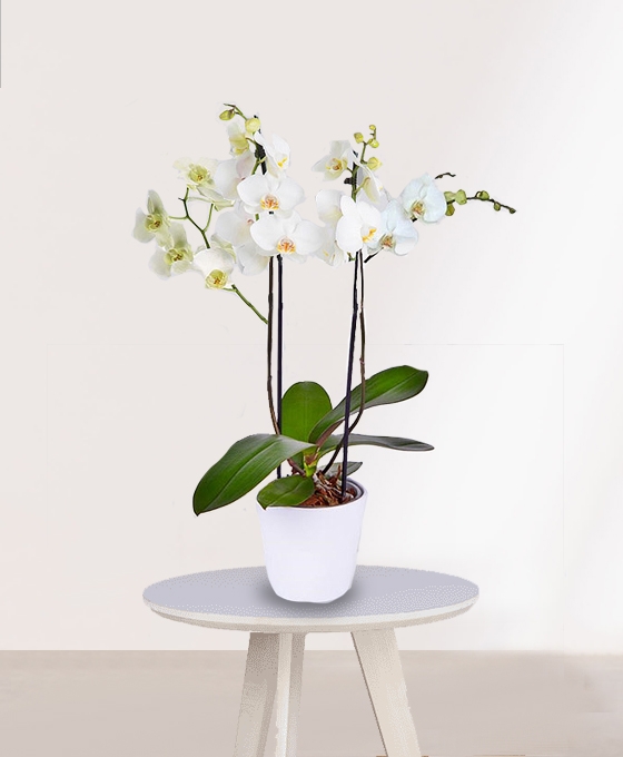 Planta Orquídeas Blancas especial para regalo
