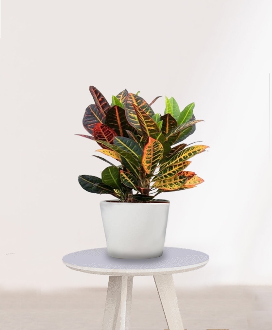 Planta para regalo