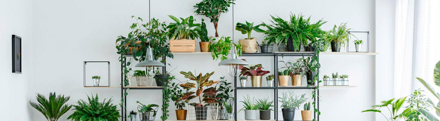 Decorar espacios con plantas naturales